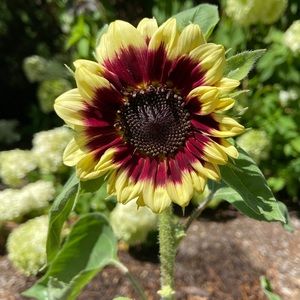 Meet your Posher, Buffy